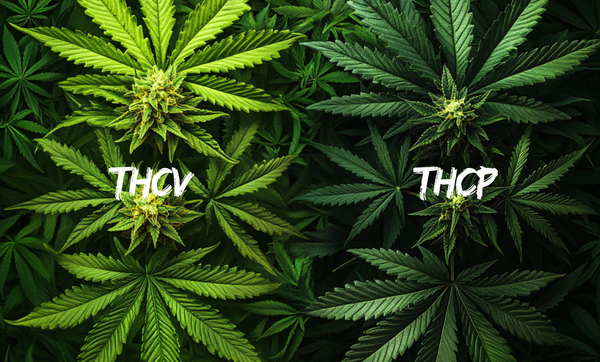 THCV vs. THCP