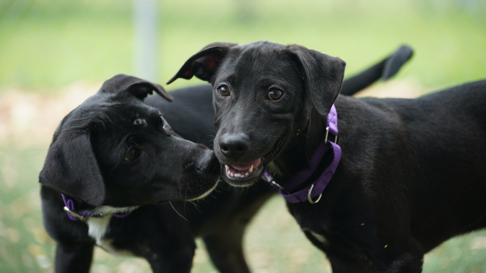 Better Days at the Gulfcoast Humane Society