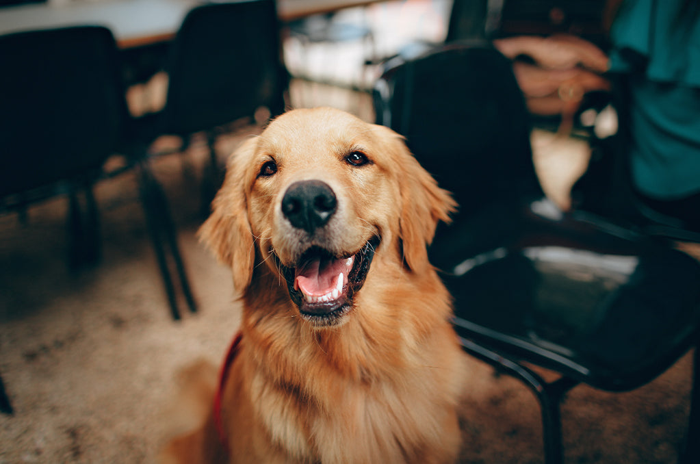 Pet Treat Donations to Dogs in Need