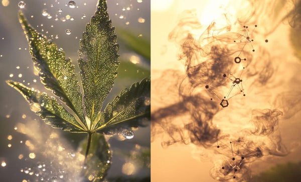 THCA vs Delta 9: What’s the Difference?