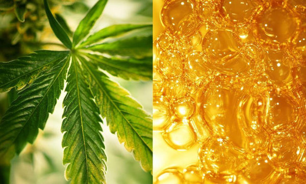 THCA vs THC: Understanding the Key Differences