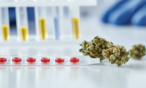 Does THCV Show on a Drug Test