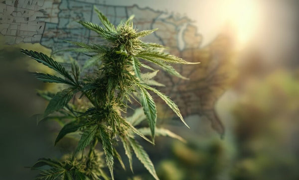 Is CBD Legal in Tennessee