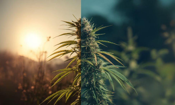 Is Delta 9 Indica or Sativa