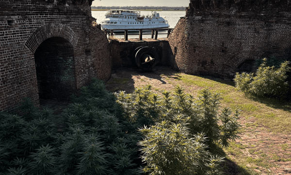 Is Delta 9 Legal In South Carolina