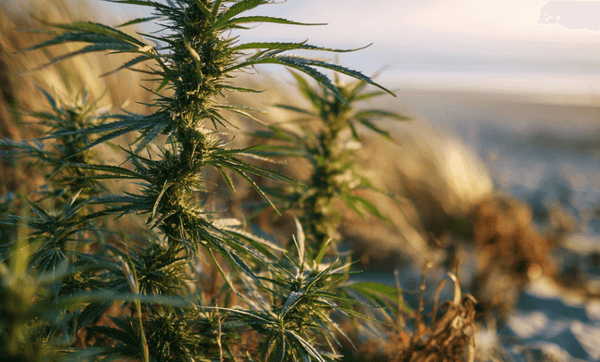 Are THC Gummies Legal in Florida